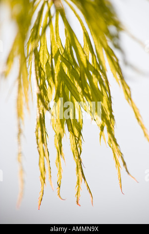 Neu entstehende Blätter des japanischen Ahorn Acer palmatum Stockfoto