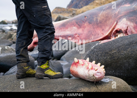 Mann stand neben dem Abschnitt der Unterkiefer und Zähne gestrandeten Pottwals auf felsigen Küste in der Nähe von Eggum, Lofoten Inseln, Norwegen Stockfoto