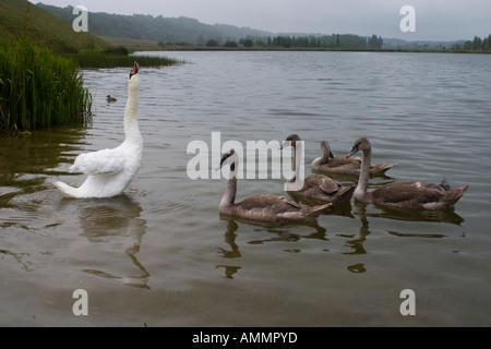 Schwan und Nestlinge. Izborsk, Pskow-Gebiet, Russland. Stockfoto