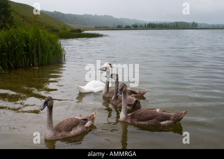 Swan und Nestlinge. Izborsk Pskov Oblast, Russland. Stockfoto