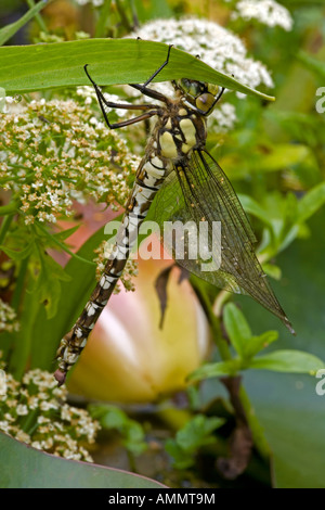 Südlichen Hawker (Aeshna Cyanea) entstanden frisch Erwachsene Libelle von aquatischen Nymphe Stadium - England UK Stockfoto