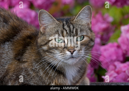 Inländische Katze Felis Catus im Garten England UK Stockfoto