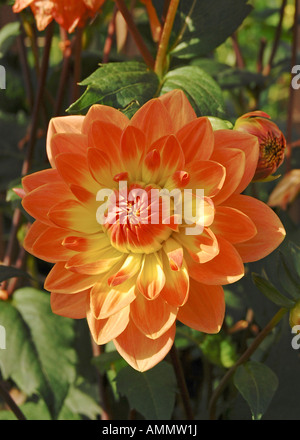 Kleine Seerose-Dahlie "Charlie Dimmock" Stockfoto