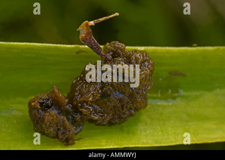 Scarlet Lily Käfer Larven Lilioceris Lilii England UK abgedeckt, in seine eigene klebrige schwarze Kot als Abschreckung für Raubtiere Stockfoto