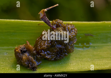 Scarlet Lily Käfer Larven Lilioceris Lilii England UK abgedeckt, in seine eigene klebrige schwarze Kot als Abschreckung für Raubtiere Stockfoto