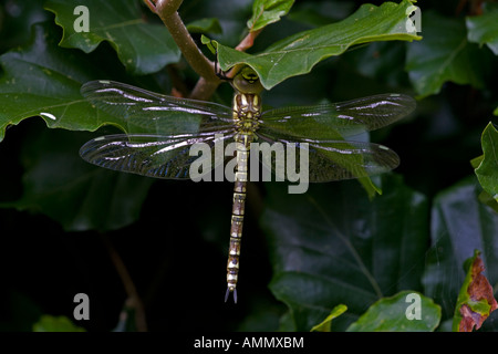 Südlichen Hawker Aeshna Cyanea entstanden frisch Erwachsene Libelle von aquatischen Nymphe Stadium England UK Stockfoto