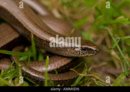 Langsame Wurm geschiedenen Fragilis England UK beinlose Echse Stockfoto
