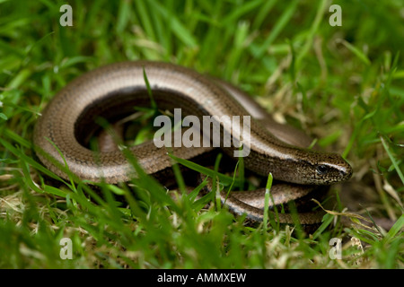 Langsam Wurm Gras geschiedenen Fragilis England UK beinlose Echse Stockfoto