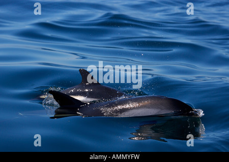 Weiße doppelseitige Delfine gesehen während einer Walbeobachtungstour in der Bay Of Fundy von Tiverton auf Long Island, Nova Scotia, Kanada. Stockfoto