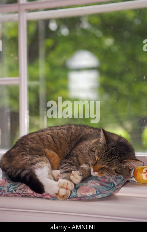 Kirche-Katze schläft in der Gedächtniskirche, Minas Basin, Bay Of Fundy, Nova Scotia, Kanada. Stockfoto