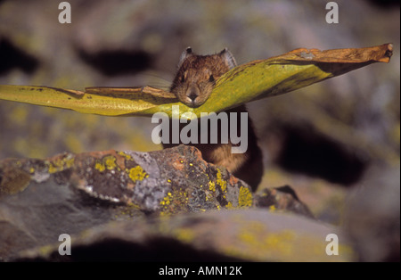 Pika (Cony) Ochotona Princeps Storing Vegetation für den Winter auf Talus Hang in der Nähe der Baumgrenze in Colorado Stockfoto