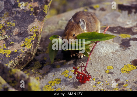 Pika (Cony) Ochotona Princeps Storing Vegetation für den Winter auf Talus Hang in der Nähe der Baumgrenze in Colorado Stockfoto