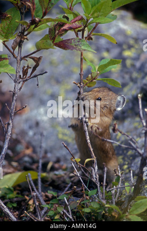 Pika (Cony) Ochotona Princeps Storing Vegetation für den Winter auf Talus Hang in der Nähe der Baumgrenze in Colorado Stockfoto