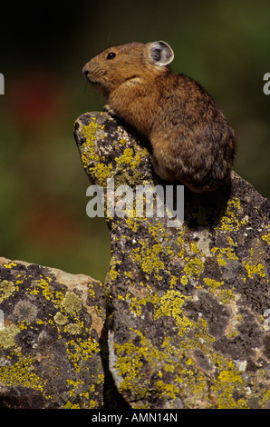 Pika (Cony) auf Talus Hang in der Nähe der Baumgrenze in Colorado Ochotona Princeps Colorado Stockfoto