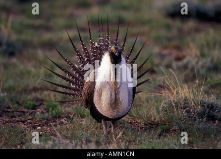 Sage Grouse (Centrocercus Urophasianus) männlich auf Lek - Colorado USA Stockfoto