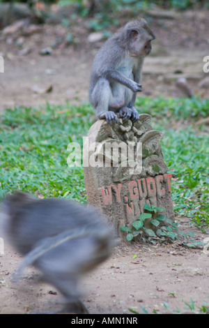 Auf einem Grabstein lange Tailed Makaken Macaca Fascicularis Affenwald Ubud Bali Indonesien Stockfoto