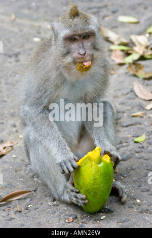 Essen grüne Mango lange Tailed Makaken Macaca Fascicularis Affenwald Ubud Bali Indonesien Stockfoto