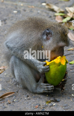 Essen grüne Mango lange Tailed Makaken Macaca Fascicularis Affenwald Ubud Bali Indonesien Stockfoto