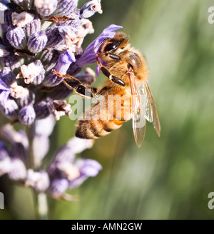 Honigbiene auf Lavendel Blume Stockfoto