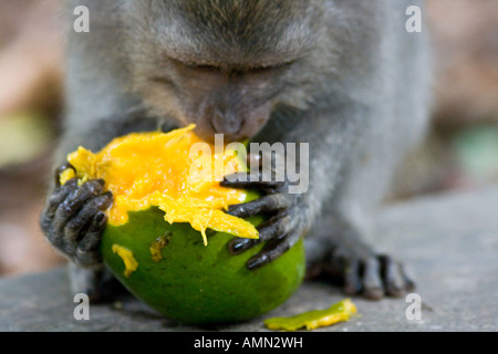 Essen grüne Mango lange Tailed Makaken Macaca Fascicularis Affenwald Ubud Bali Indonesien Stockfoto