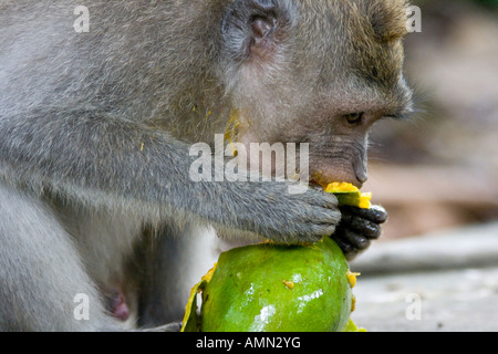 Essen grüne Mango lange Tailed Makaken Macaca Fascicularis Affenwald Ubud Bali Indonesien Stockfoto