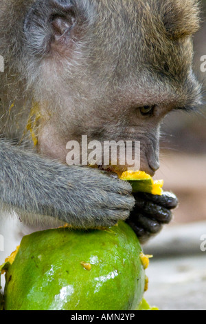 Essen grüne Mango lange Tailed Makaken Macaca Fascicularis Affenwald Ubud Bali Indonesien Stockfoto