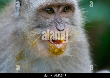 Mango auf der Long-Tailed Makaken Macaca Fascicularis Affenwald Ubud Bali Indonesien Stockfoto