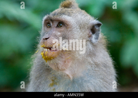 Mango auf Mündung des Long Tailed Makaken Macaca Fascicularis Affenwald Ubud Bali Indonesien Stockfoto