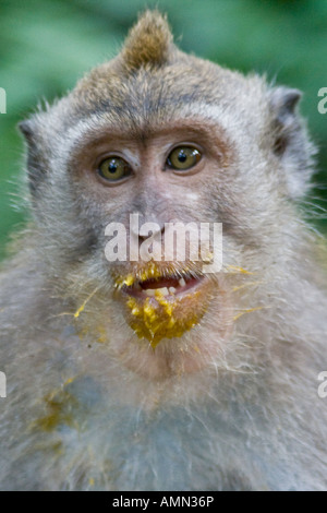 Mango auf der Long-Tailed Makaken Macaca Fascicularis Affenwald Ubud Bali Indonesien Stockfoto