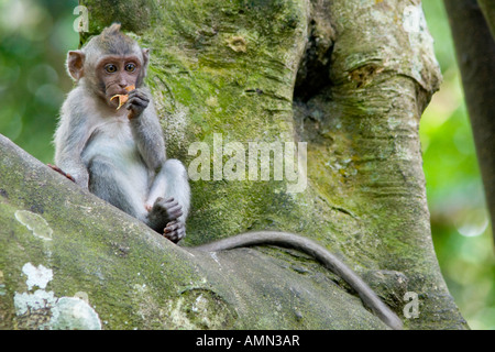 Baby lange Tailed Makaken Macaca Fascicularis in einem Baum Affenwald Ubud Bali Indonesien Stockfoto