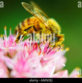 Honigbiene auf Allium Blume Stockfoto