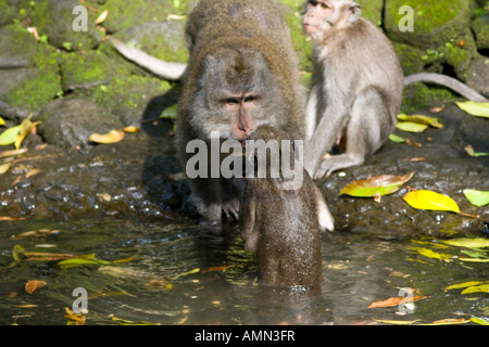 Kämpfe in das Wasser lange Tailed Makaken Macaca Fascicularis Affenwald Ubud Bali Indonesien Stockfoto