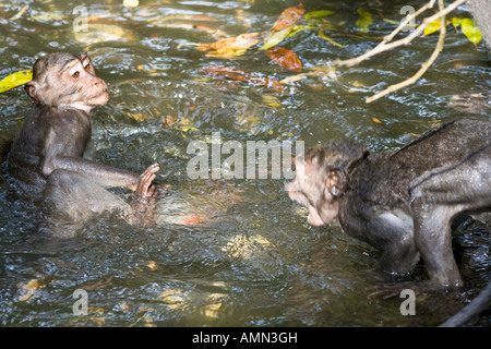 Kämpfe in das Wasser lange Tailed Makaken Macaca Fascicularis Affenwald Ubud Bali Indonesien Stockfoto