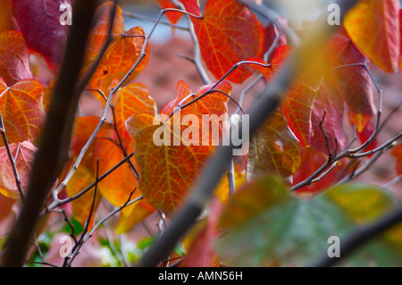 Herbst Blätter an einem Baum mit dem Licht, das durch Sie Stockfoto