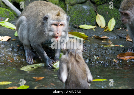 Kämpfe in das Wasser lange Tailed Makaken Macaca Fascicularis Affenwald Ubud Bali Indonesien Stockfoto