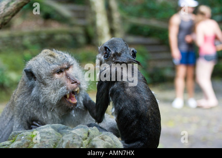 Kampf gegen lange Tailed Makaken Macaca Fascicularis Affenwald Ubud Bali Indonesien Stockfoto