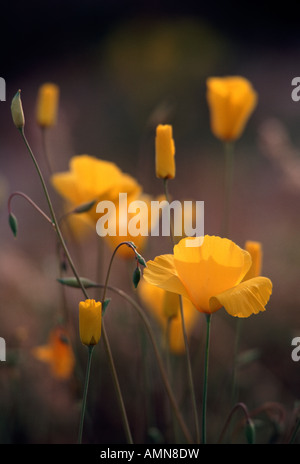 Mexican Gold Mohn (Mohn Mexicana), Joshua Tree Nationalpark, Kalifornien USA Stockfoto