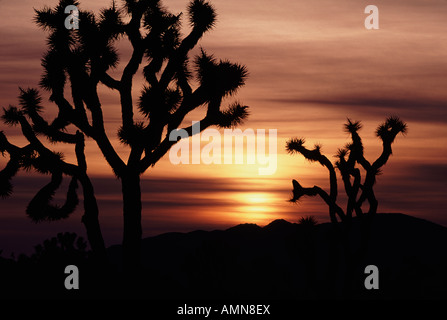 Joshua Tree (Yucca Brevifolia) bei Sonnenuntergang, Joshua Tree National Park, California, Vereinigte Staaten von Amerika Stockfoto