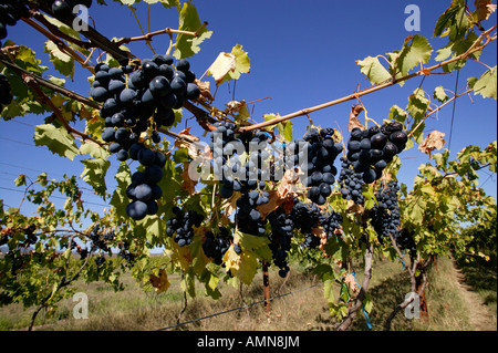 Rote Trauben aus Weinbergen in Calitzdorp hängen Stockfoto