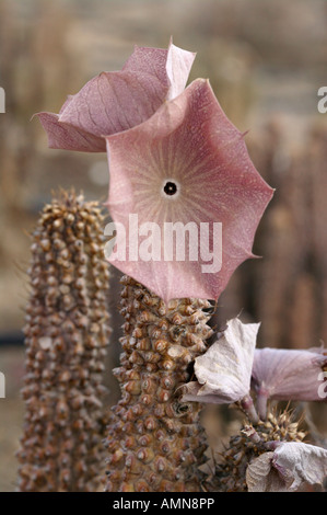 Hoodia Gordonii Sukkulenten von San-Buschmänner verwendet, um Hunger zu unterdrücken Stockfoto