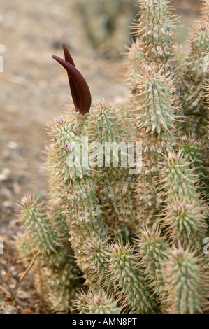 Hoodia Gordonii Sukkulenten von San-Buschmänner verwendet, um Hunger zu unterdrücken Stockfoto