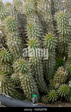 Hoodia Gordonii Sukkulenten von San-Buschmänner verwendet, um Hunger zu unterdrücken Stockfoto