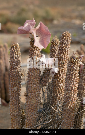 Hoodia Gordonii Sukkulenten von San-Buschmänner verwendet, um Hunger zu unterdrücken Stockfoto