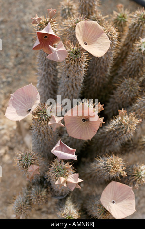 Hoodia Gordonii Sukkulenten von San-Buschmänner verwendet, um Hunger zu unterdrücken Stockfoto