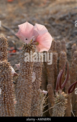 Hoodia Gordonii Sukkulenten von San-Buschmänner verwendet, um Hunger zu unterdrücken Stockfoto