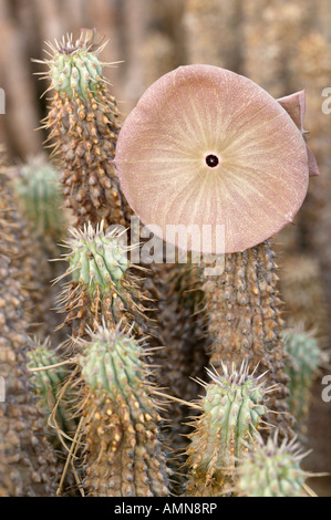 Hoodia Gordonii Sukkulenten von San-Buschmänner verwendet, um Hunger zu unterdrücken Stockfoto