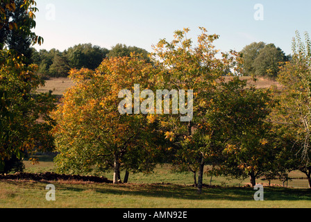 Walnuss Bäume Molieres Dordogne Frankreich Stockfoto