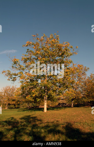 Walnuss Bäume Molieres Dordogne Frankreich Stockfoto