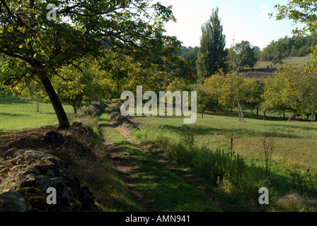 Walnuss Bäume Molieres Dordogne Frankreich Stockfoto