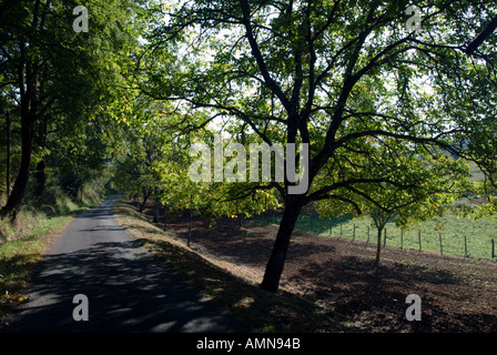 Walnuss Bäume Molieres Dordogne Frankreich Stockfoto